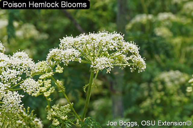 Poison hemlock