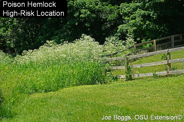 Poison hemlock