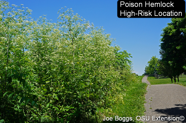 Poison hemlock