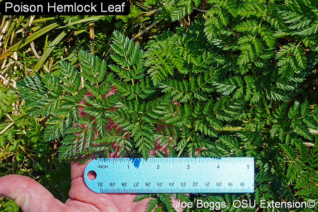 Poison hemlock
