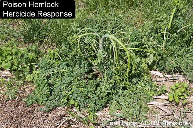 Poison hemlock