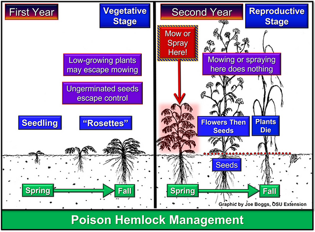 Poison hemlock