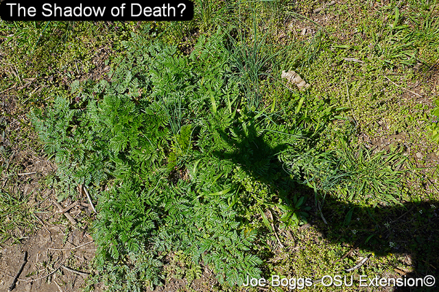 Poison hemlock