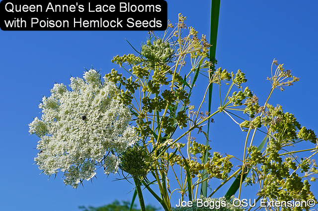 Poison hemlock