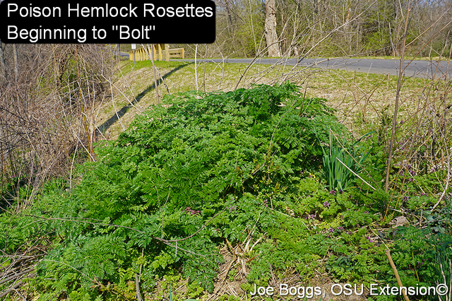 Poison hemlock