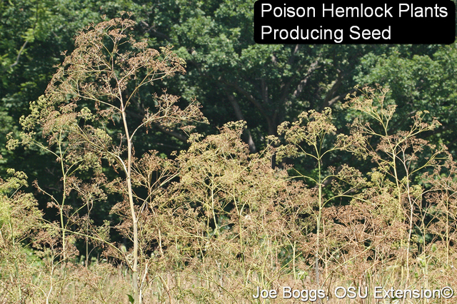 Poison hemlock