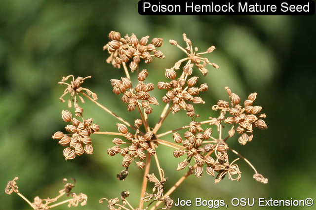 Poison hemlock