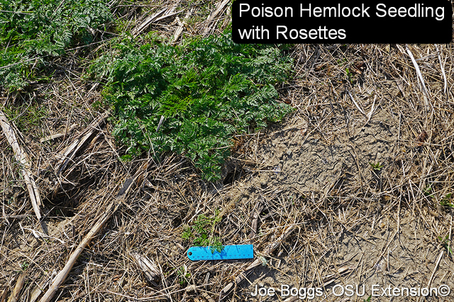 Poison hemlock