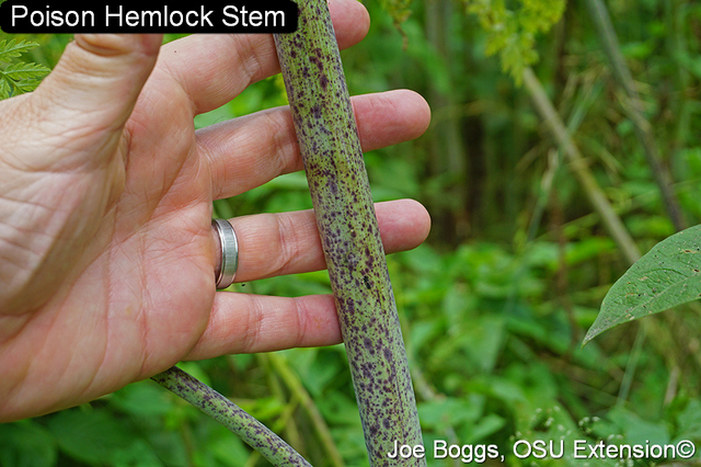 Poison hemlock