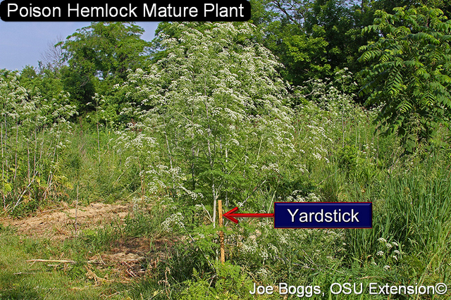 Poison hemlock