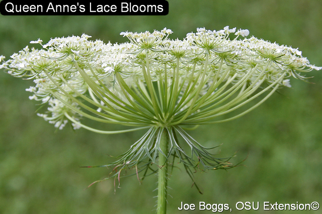 Queen Annes Lace