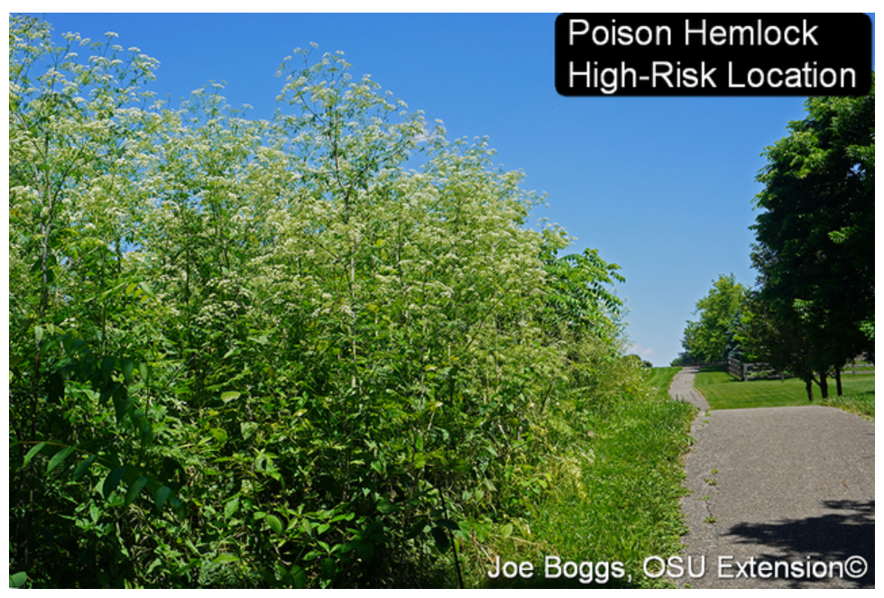 Poison Hemlock OSU Extension